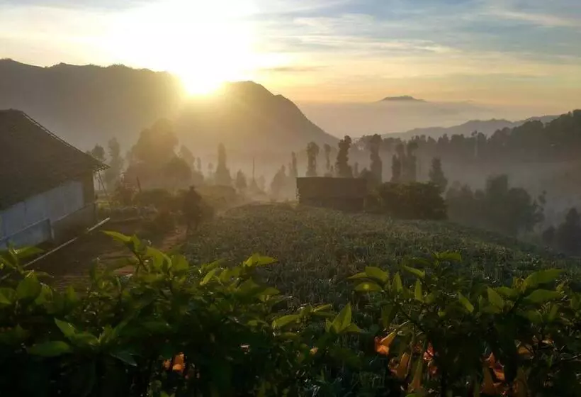 پانسیون Bromo Otix Guest House