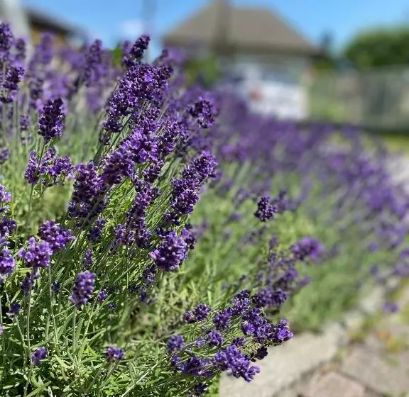 Majatalo Dom Frana Krala