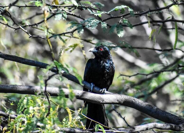 渡假胜地 Brij Lakshman Sagar, Pali