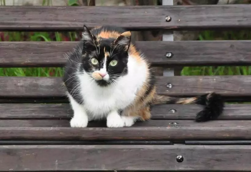 ユースホステル Museo La Posada Del Molino