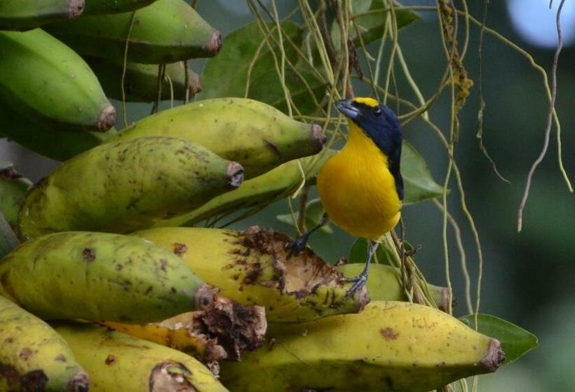 ベッドアンドブレックファースト Cabinas Río Celeste La Amistad