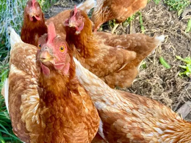 Majatalo Sassafras Springs