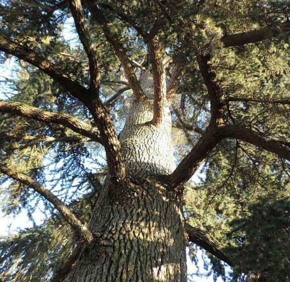 住宿加早餐  Cèdre Et Charme