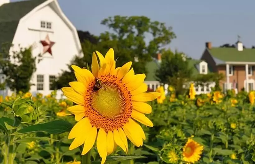 Aamiaismajoitus (B&B) Inn At Huntingfield Creek