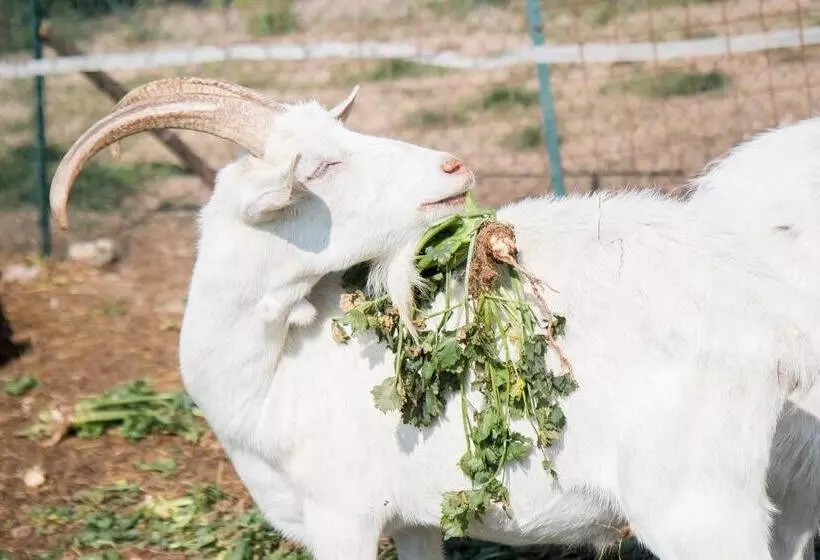 ホテル Agriturismo La Fucina