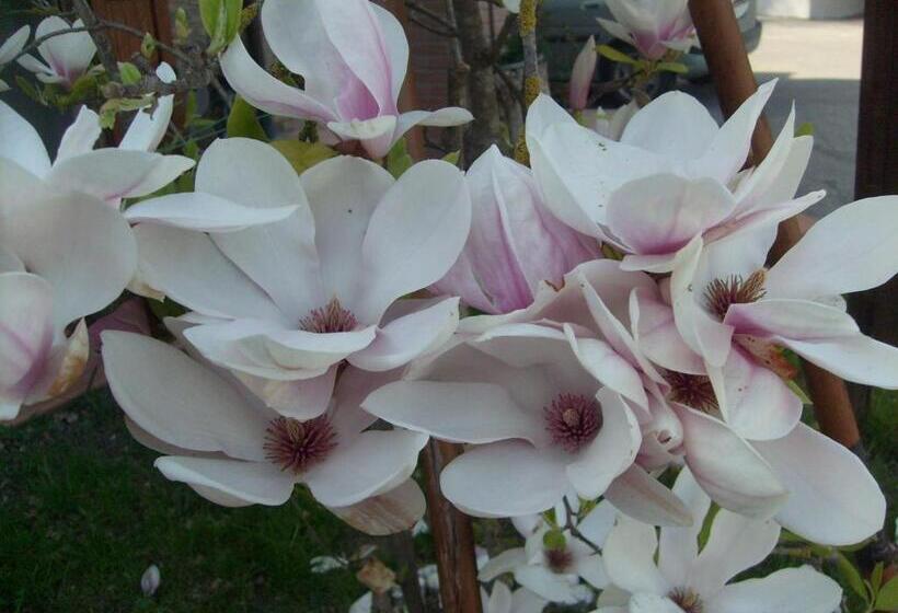 בית מלון כפרי Farm Stay Agriturismo La Borgaccia