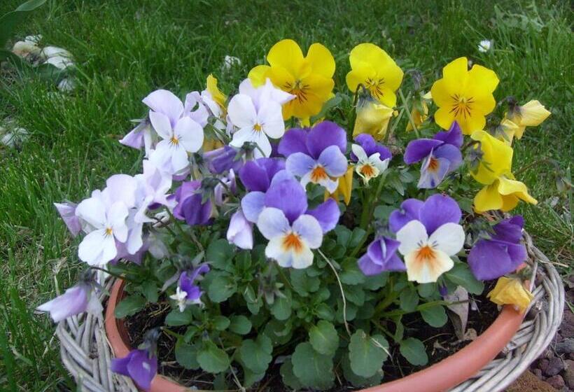 בית מלון כפרי Farm Stay Agriturismo La Borgaccia