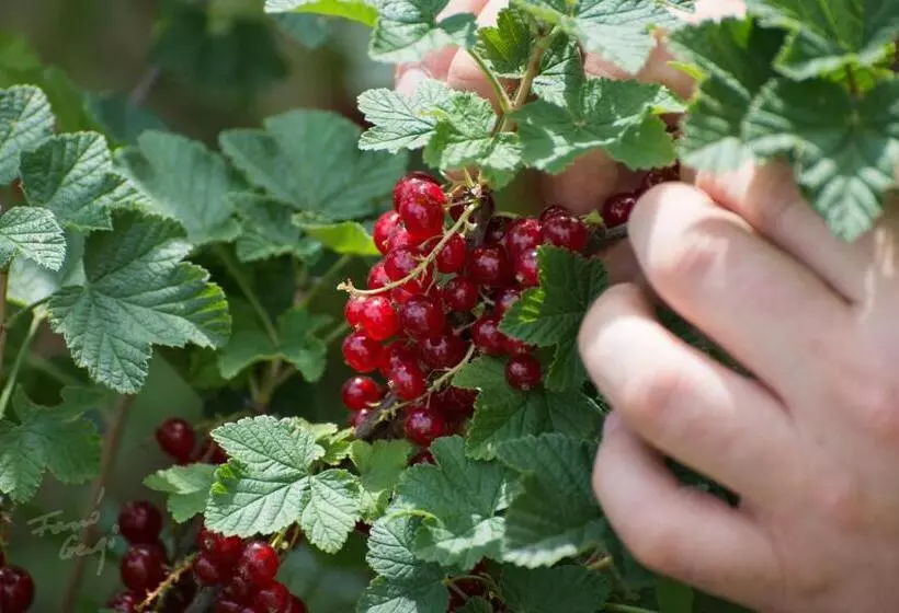 ペンション Rendeki Vendégház, önálló Ház