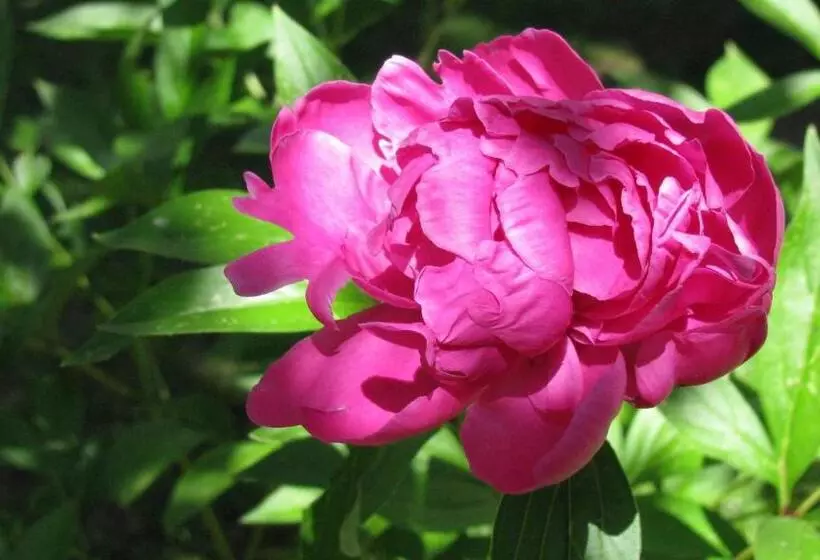 Aamiaismajoitus (B&B) Les Glycines