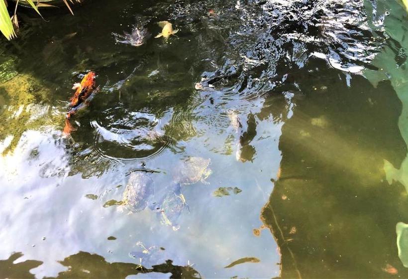 ホテル Mangrove King Fishing Lodge