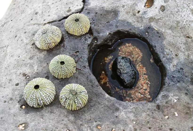 Отель Baja Azzurra