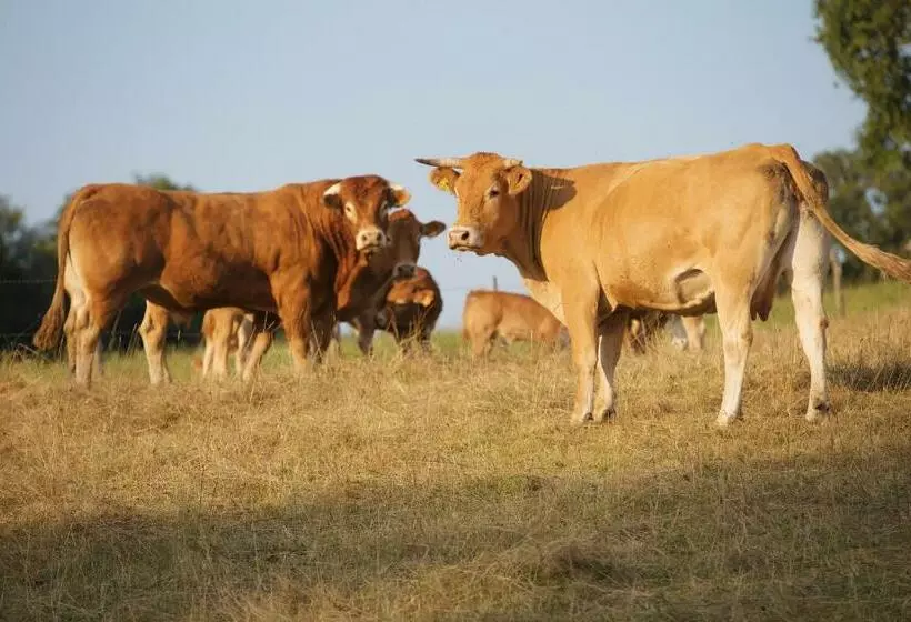 ベッドアンドブレックファースト Abbaye Du Palais
