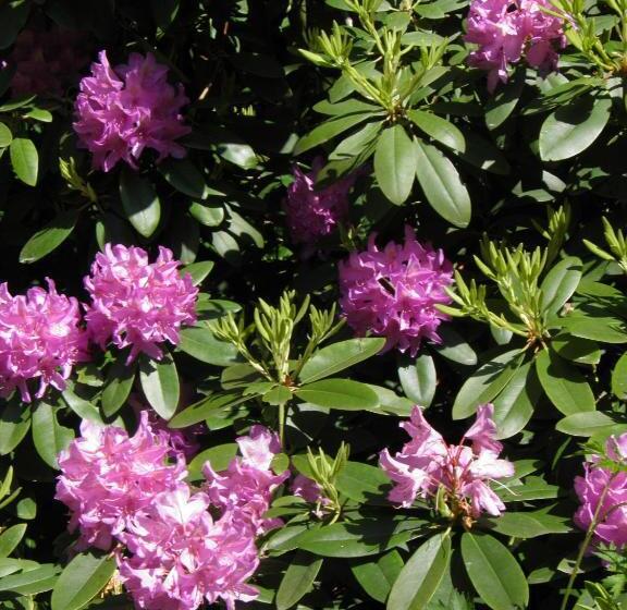 فندق Fledermausschloss