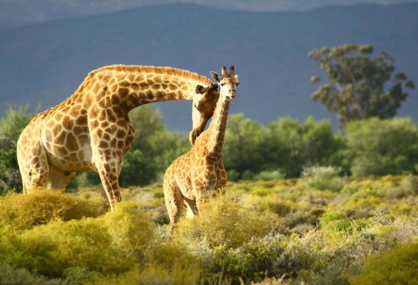 فندق Inverdoorn Game Reserve Lodge