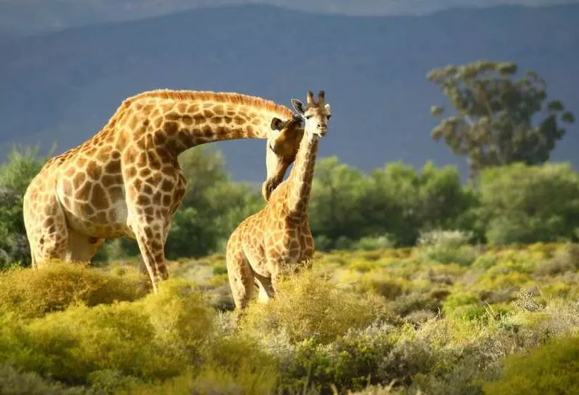 Hotelli Inverdoorn Game Reserve Lodge