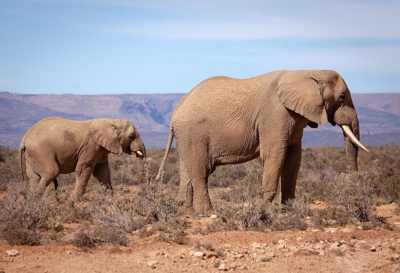 فندق Inverdoorn Game Reserve Lodge