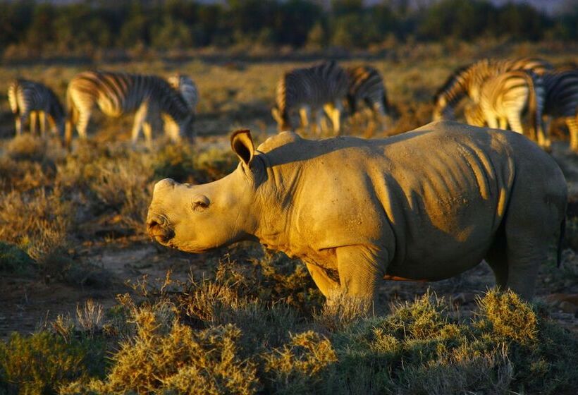 فندق Inverdoorn Game Reserve Lodge