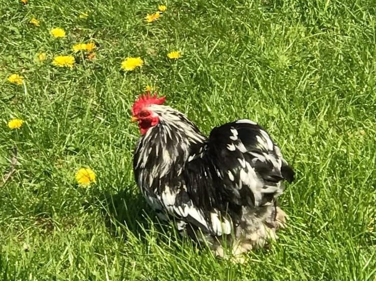 פנסיון Chambre D Hotes  Coquelicot