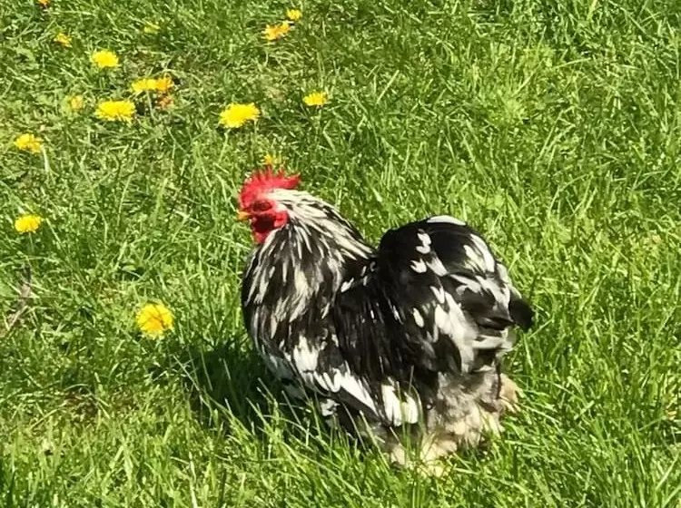 ペンション Chambre D Hotes  Coquelicot