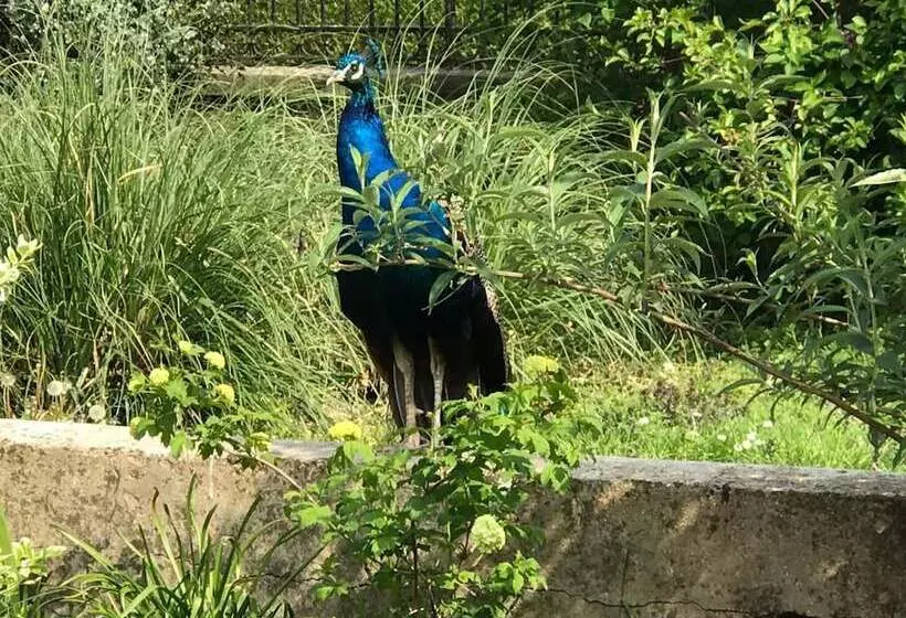 ペンション Chambre D Hotes  Coquelicot