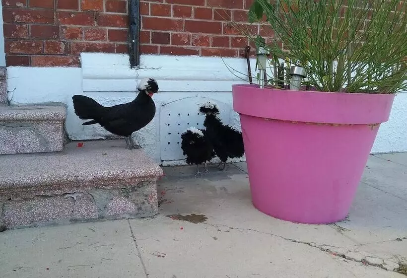 ペンション Chambre D Hotes  Coquelicot