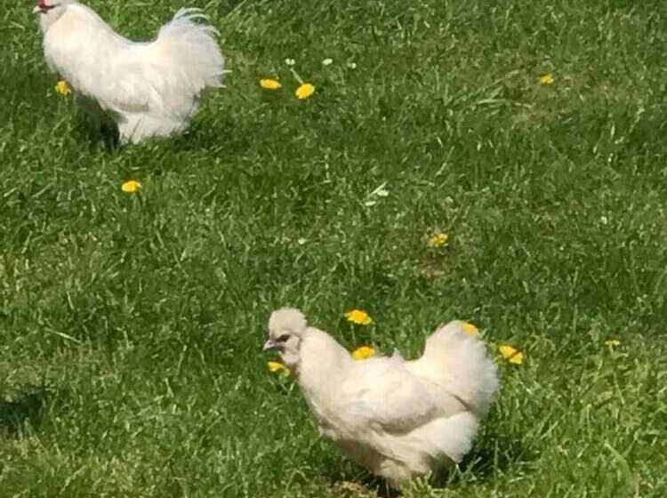 פנסיון Chambre D Hotes  Coquelicot