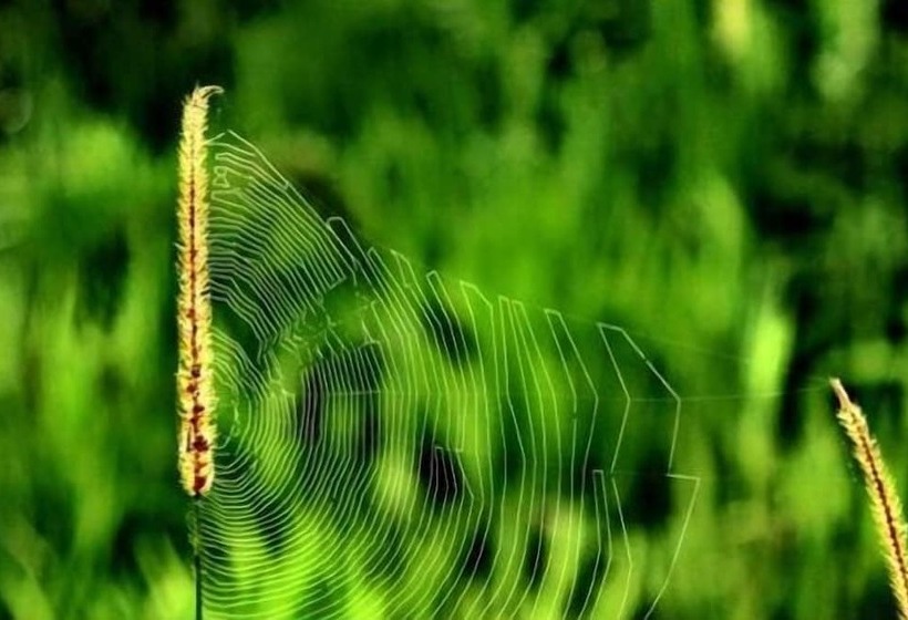 Hotel Javana Spa & Resort