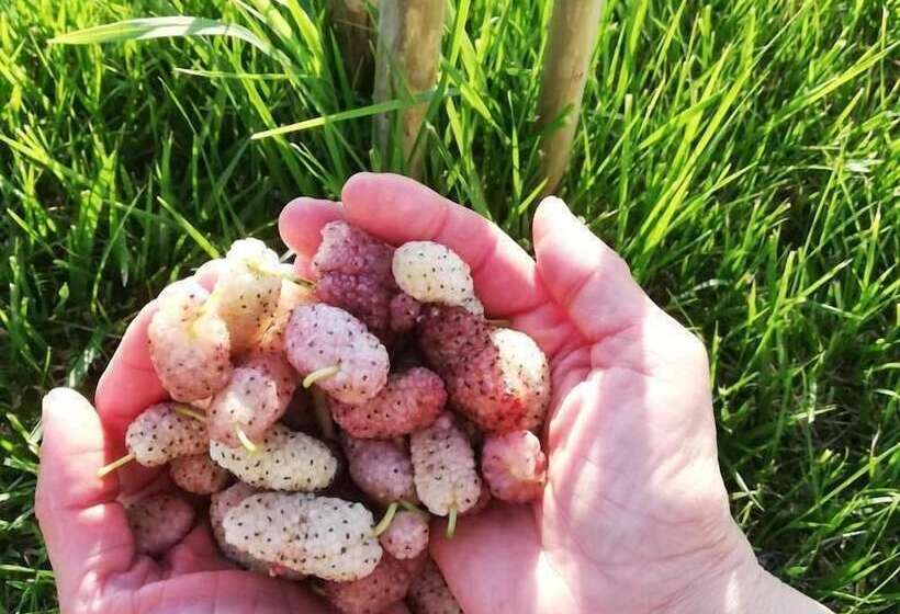 田舎風ホテル Agriturismo Masseria Cannella