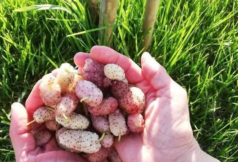 Maaseutuhotelli Agriturismo Masseria Cannella