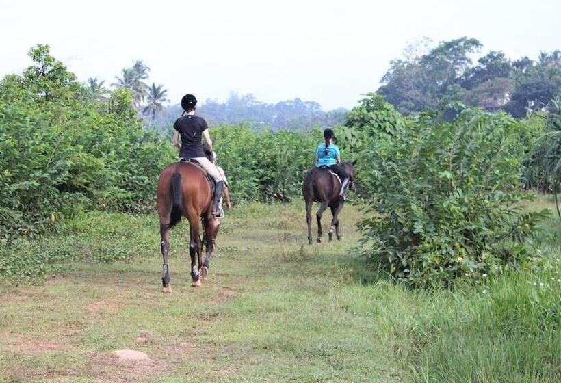 פנסיון Iquest Colombo