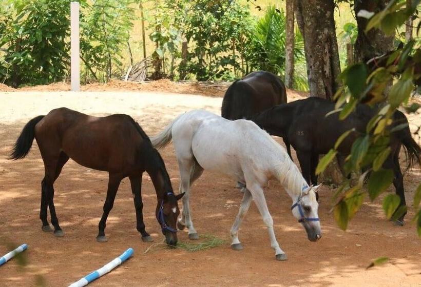 פנסיון Iquest Colombo