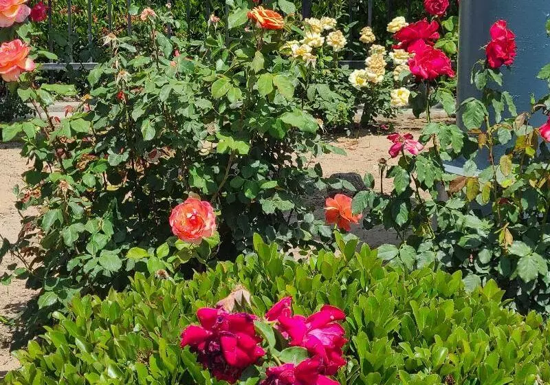 Surestay Hotel By Best Western Chowchilla Yosemite