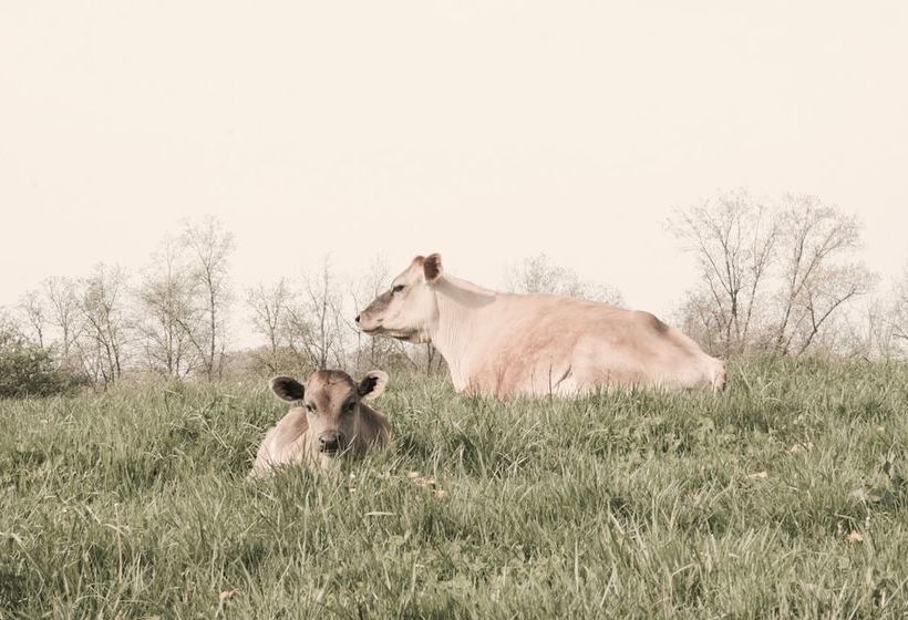 Сельский отель The Inn On Lake Champlain