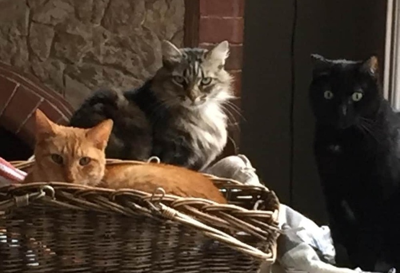 Bed and Breakfast Hostal Poblenou