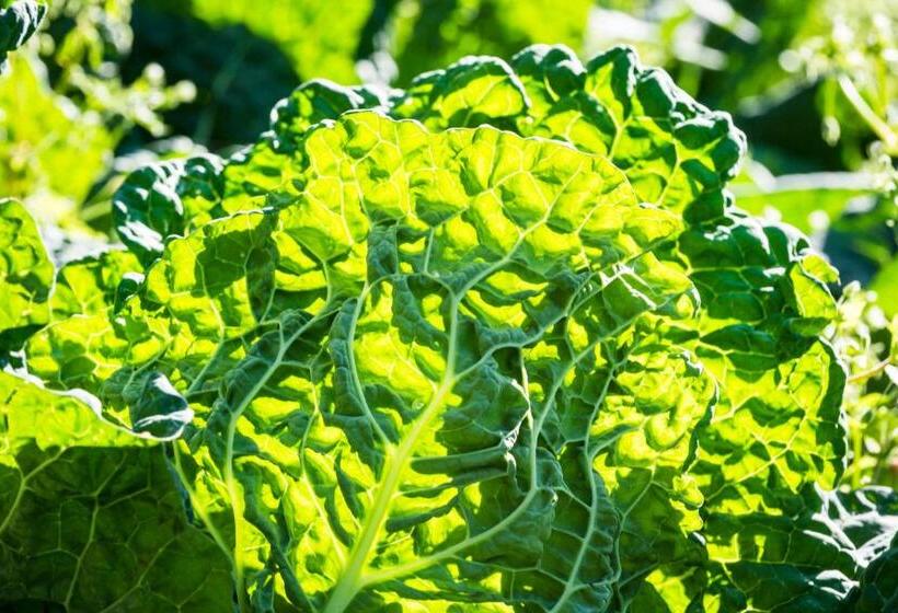 هتل Agriturismo Antico Casale Colli Di San Pietro