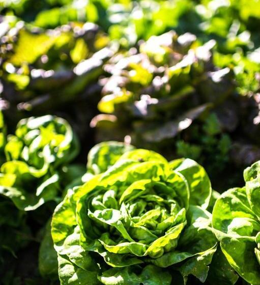 هتل Agriturismo Antico Casale Colli Di San Pietro