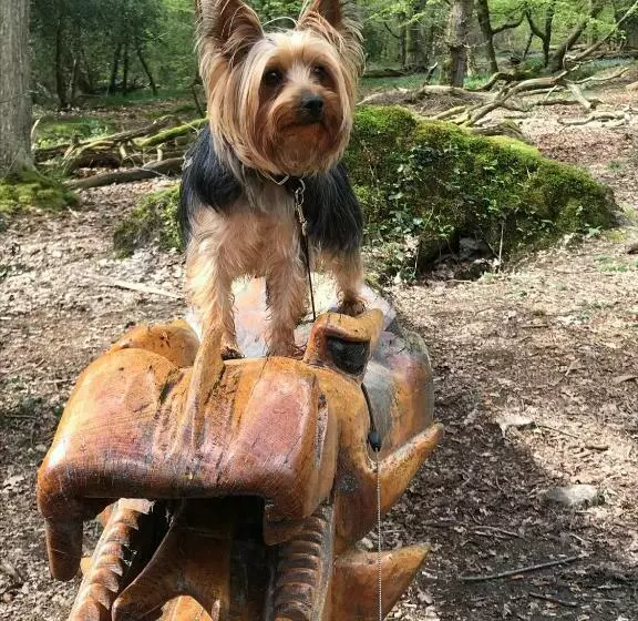 ペンション The Rufus House