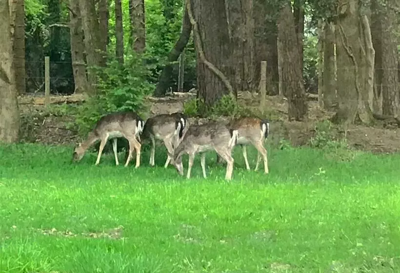 ペンション The Rufus House