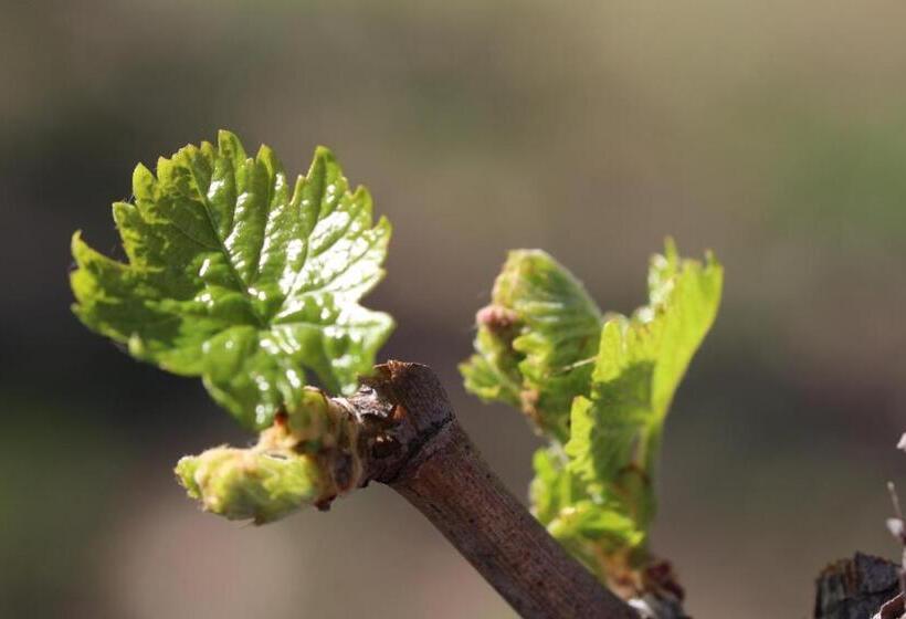 ホテル Finca La Celestita