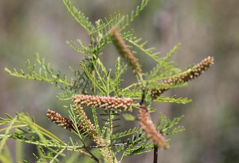 ホテル Finca La Celestita