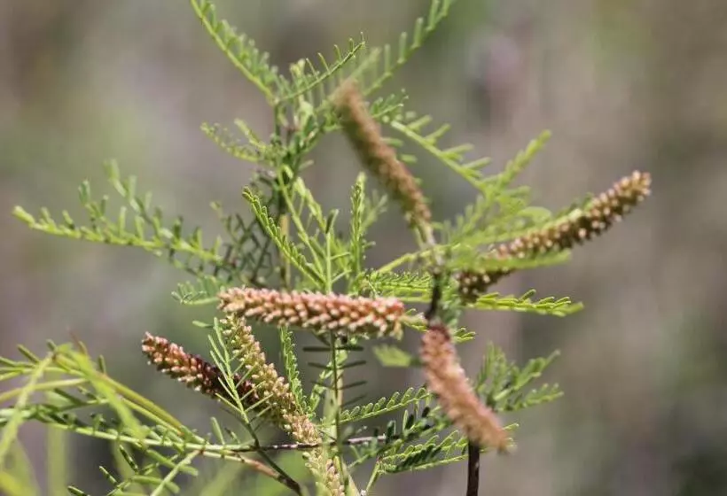 Hotelli Finca La Celestita