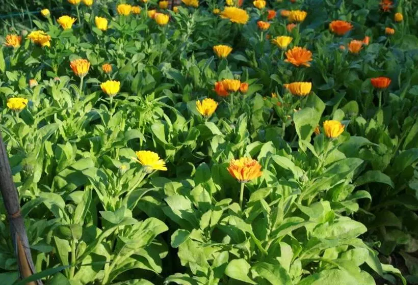 Hotelli Finca La Celestita