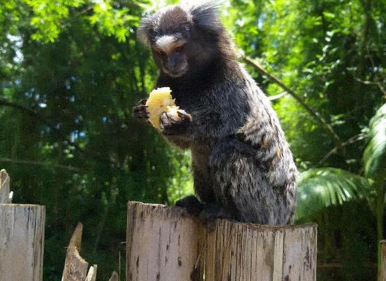 ペンション Pousada Recanto Do Sagui