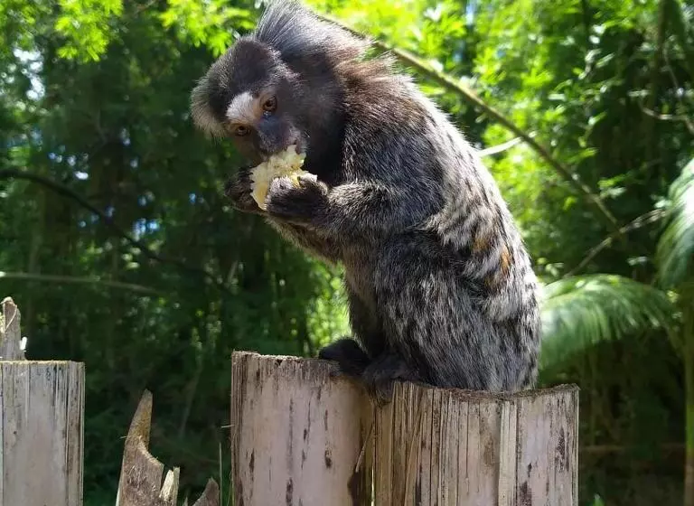 Majatalo Pousada Recanto Do Sagui