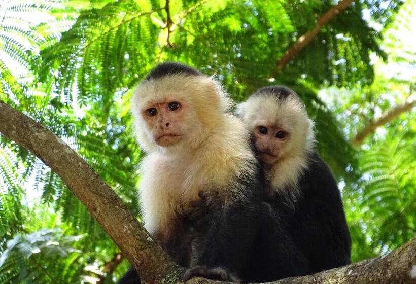 هاستل Casa Jade