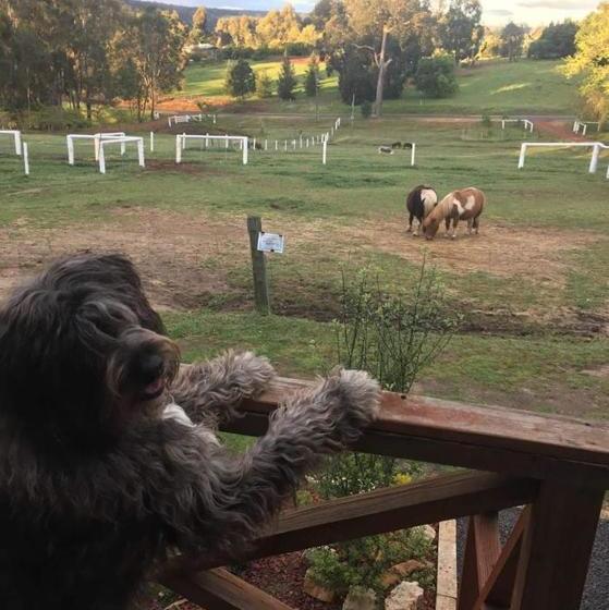 酒店 Sunnyhurst Chalets Rural Stay