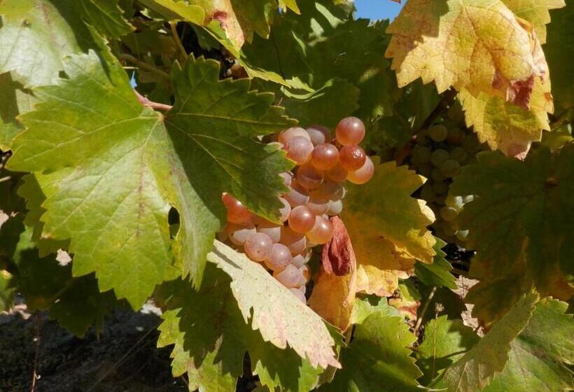 פנסיון Puial De L Douro