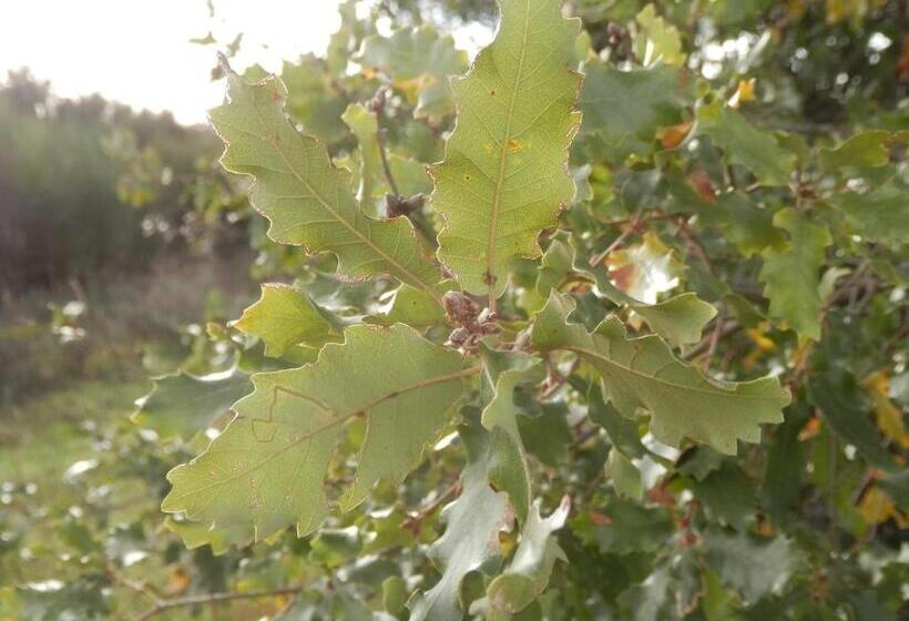 פנסיון Puial De L Douro