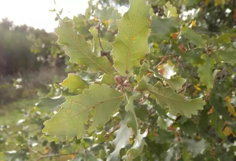 Pensão Puial De L Douro