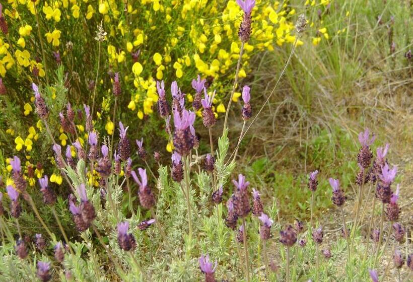 פנסיון Puial De L Douro